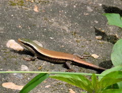 Eutropis carinata