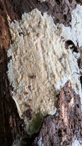 Phlebiopsis gigantea