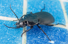 Pterostichus melas