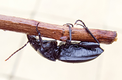 Pterostichus melas