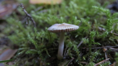 Inocybe