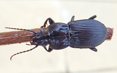 Pterostichus melas