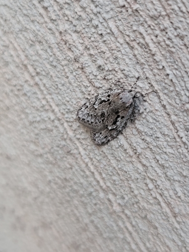 Pale Semioscopis photo 4