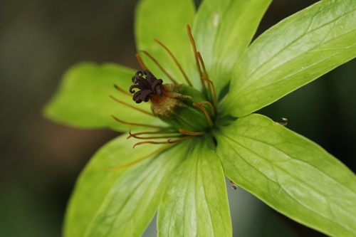 Paris polyphylla iNat (3)