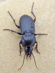 Pterostichus melas