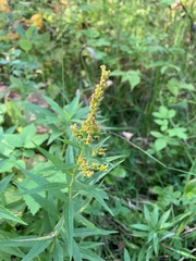 Solidago