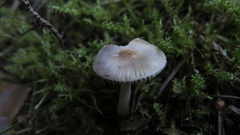 Inocybe