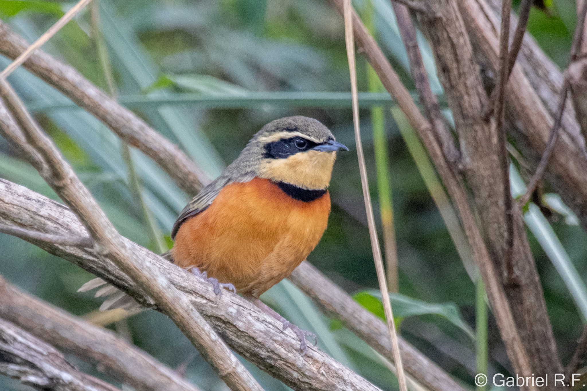 Olive-crowned Crescentchest (Melanopareia maximiliani), photo 5