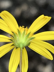 Euryops munitus
