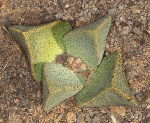 Punctillaria