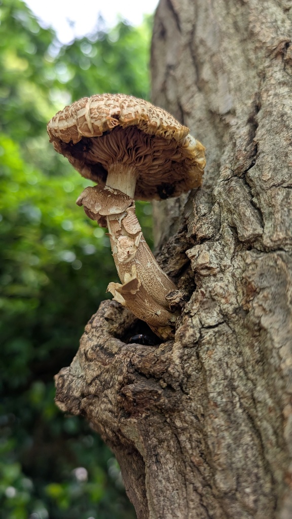 Cyclocybe cylindracea · May 2025 · photo: © atsushi_nakajima_cirque (iNaturalist, cc-by)
