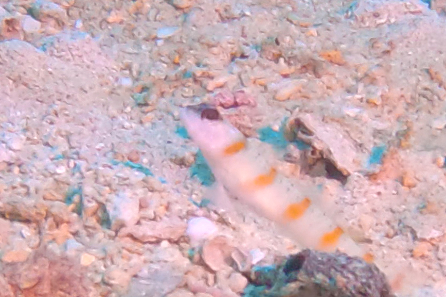 Eyebrow Goby