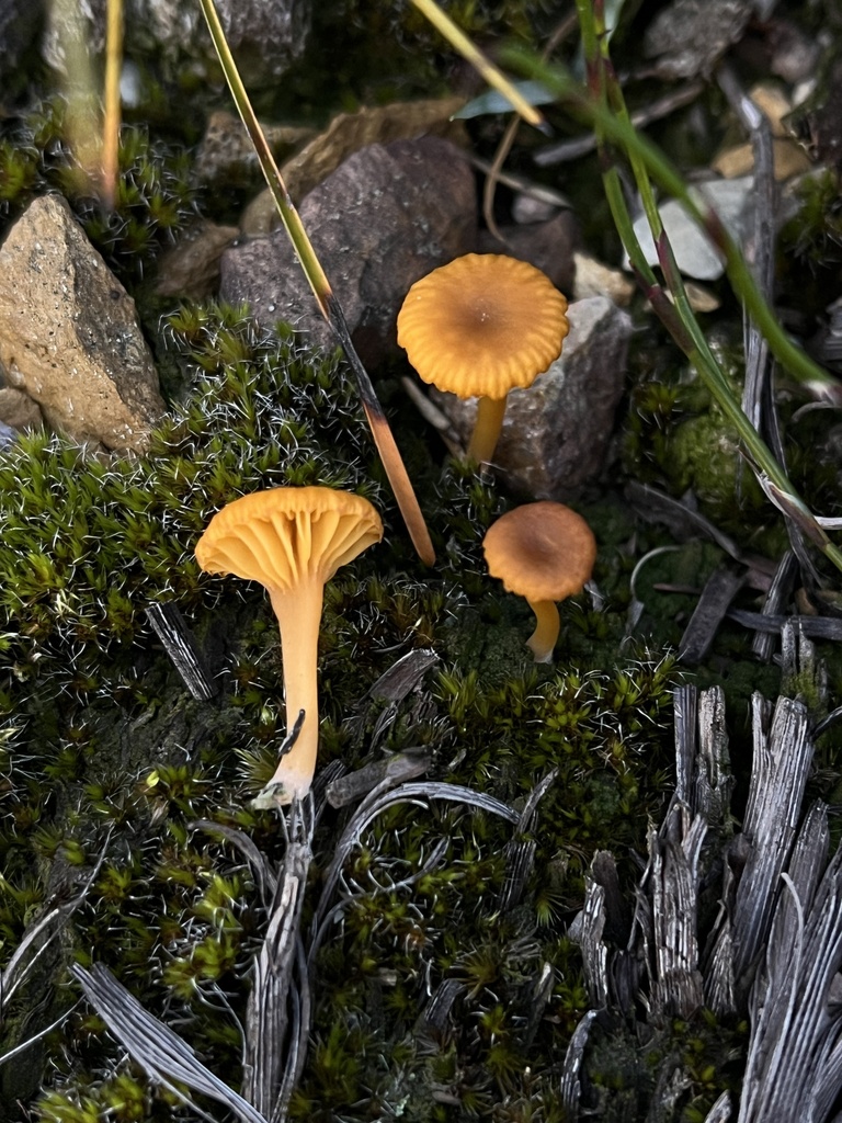 Lichenomphalia chromacea · May 2025 · photo: © oqt (iNaturalist, cc-by)