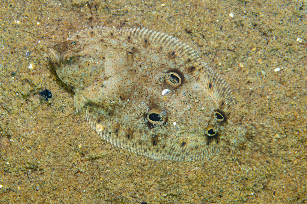 American fourspot flounder (Hippoglossina oblonga) — Paralichthyidae