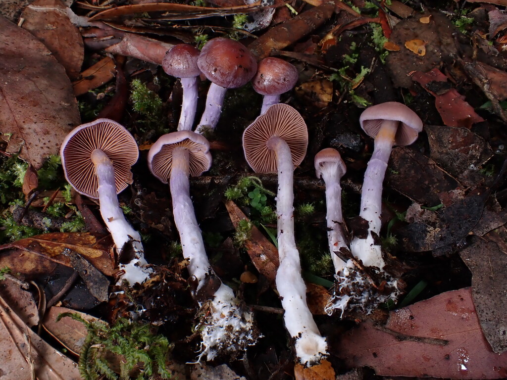 Cortinarius tasmacamphoratus
