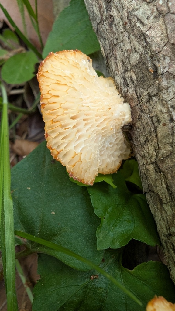 Neofavolus alveolaris · May 2025 · photo: © atsushi_nakajima_cirque (iNaturalist, cc-by)