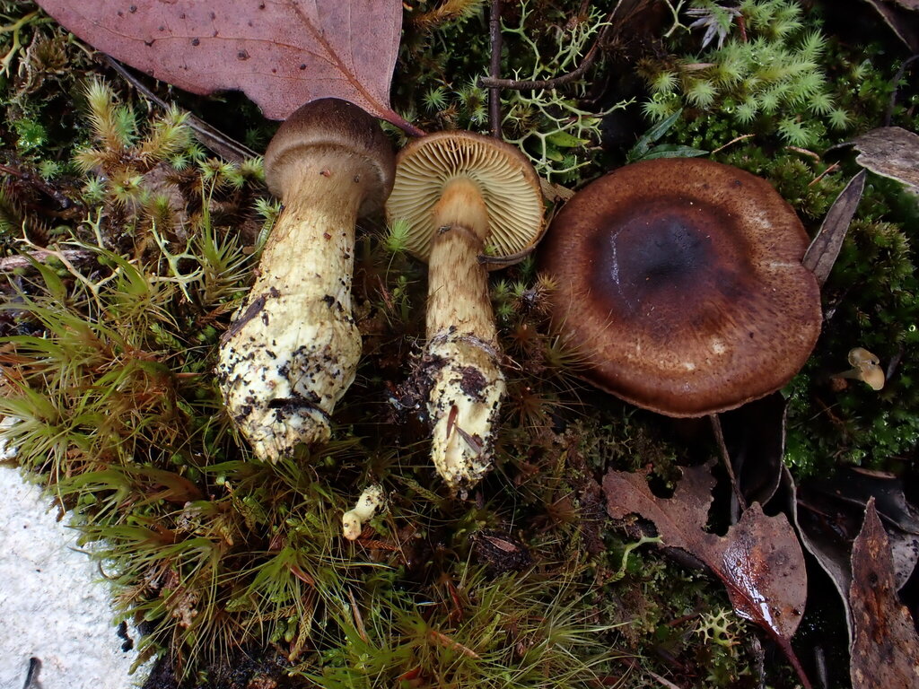 Cortinarius clelandii · May 2025 · photo: © oqt (iNaturalist, cc-by)