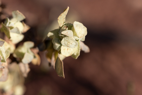 Flat-topped saltbush (Atriplex codonocarpa)
