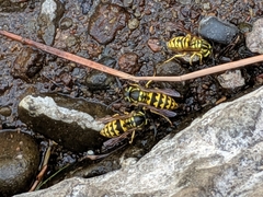 Vespula sulphurea