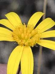 Euryops munitus