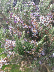 Diplostephium hartwegii