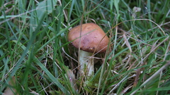 Suillus granulatus