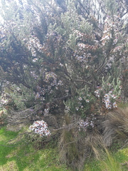 Diplostephium hartwegii