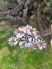 Diplostephium hartwegii