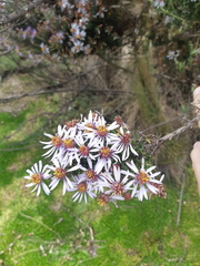 Diplostephium hartwegii