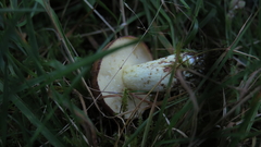 Suillus granulatus