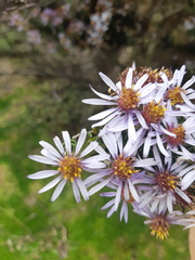 Diplostephium hartwegii