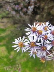 Diplostephium hartwegii