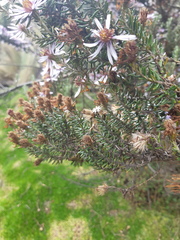 Diplostephium hartwegii