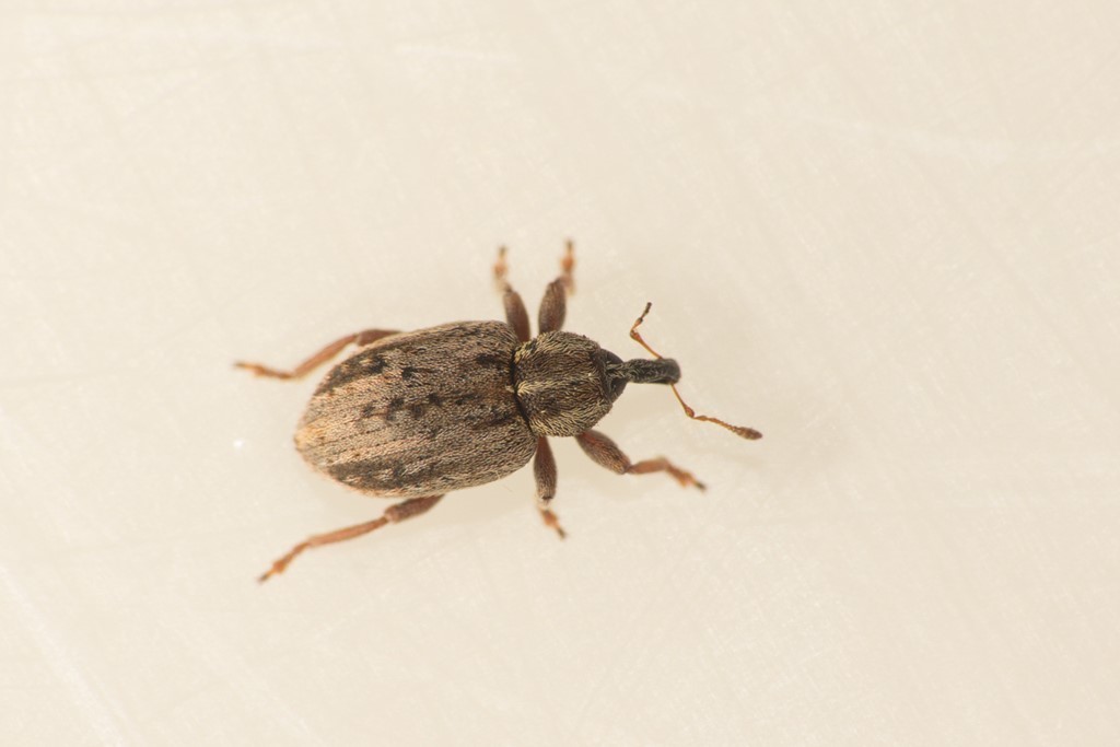 Hypera venusta