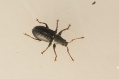 Phyllobius viridicollis
