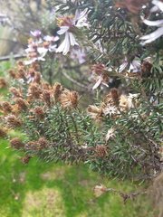 Diplostephium hartwegii