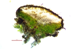 Candelariella antennaria