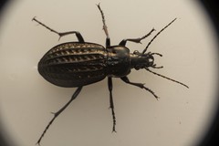 Carabus clatratus