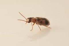 Notoxus monoceros