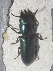 Temnoscheila acuta