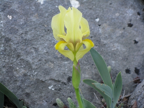 Photograph of Section Iris