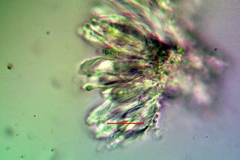 Candelariella antennaria