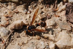 Oreumenes decoratus