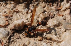 Oreumenes decoratus