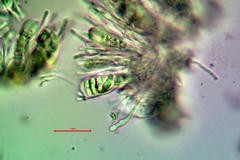 Candelariella antennaria