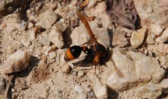 Oreumenes decoratus