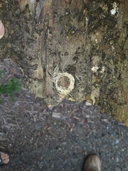 Rhagiini