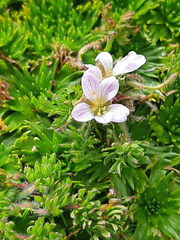 Geranium multipartitum