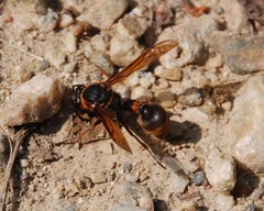 Oreumenes decoratus