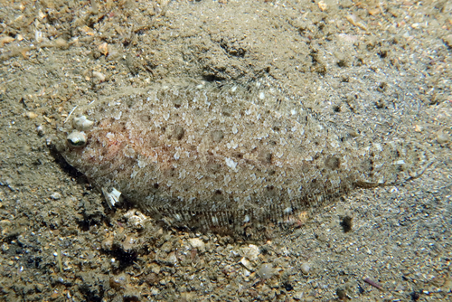 Imperial Scaldfish